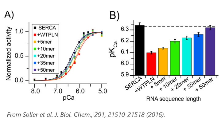 RNA length-dependent response of SERCA ATPase activity to random-sequence RNA